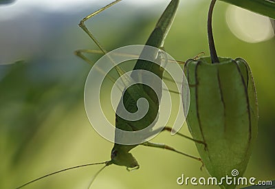 green grasshopper perched on ciplukan fruit Stock Photo