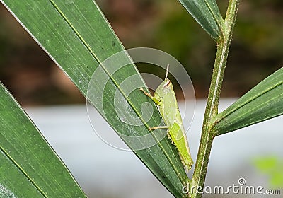 Green grasshopper pest animal arthropod wildlife on palm leave in botany garden. insect jumper species hanger on plant. single bu Stock Photo