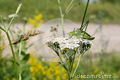 Green grasshopper. Quite common large green grasshopper with a long mustache Stock Photo