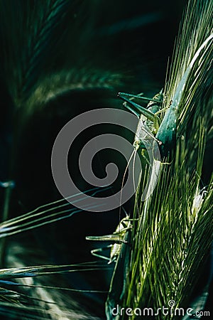 Green grasshopper resting on a grass Stock Photo