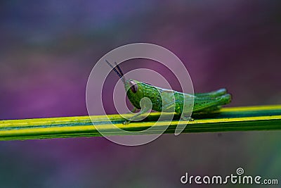 green grasshopper amazing pose on a green steam plant with awesome purple flower background bokeh Stock Photo