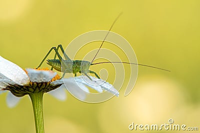 a green grasshopper sits on a daisy and heats up Stock Photo