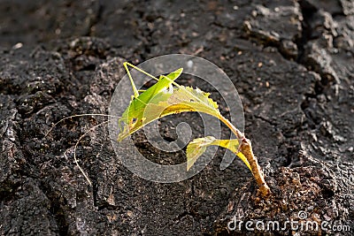 Grasshopper sitting on a small leaf on a big tree, selected focus Stock Photo