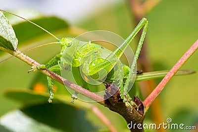 Green grasshopper sitting on tree in the garden Stock Photo