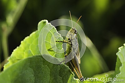 Green grasshopper with strong legs. Macro photo of a sunny meadow Stock Photo