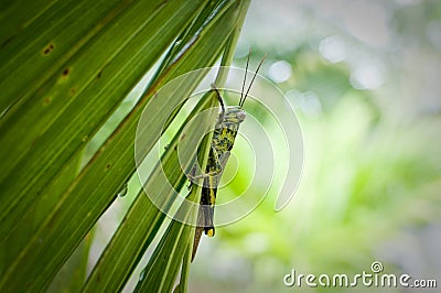 Green grasshopper on the tree Stock Photo