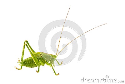 Green grasshopper on a white background Stock Photo