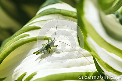 Green grasshopper on white leaf of Funkia plant Stock Photo