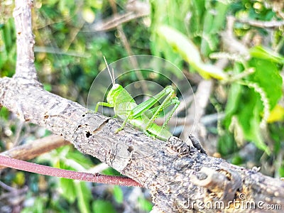 green grasshoppers on dry tree trunks? Stock Photo