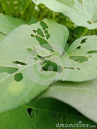 green grasshoppers eat cassava leaves Stock Photo