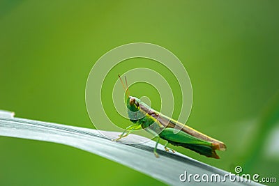 The Green grasshoppers perch on the leaves Stock Photo