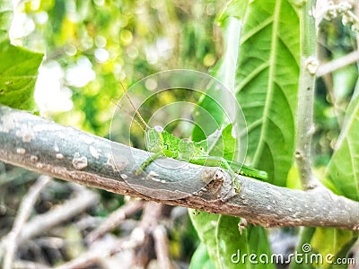 green grasshoppers on green tree trunks antena Stock Photo