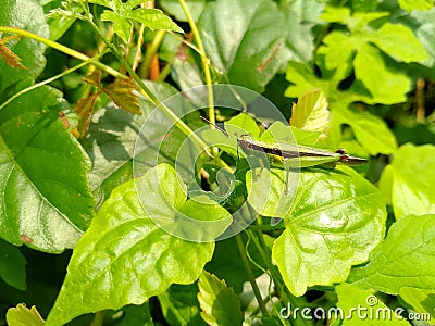 green grasshoppers that are very similar to leaves Stock Photo