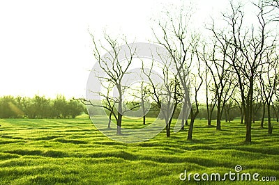 Green grassland Stock Photo