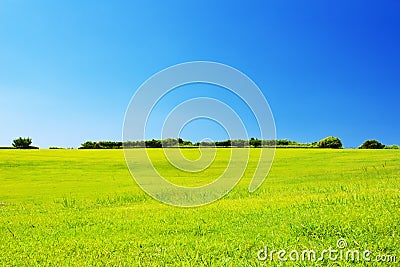 Green grassland against clear blue sky Stock Photo