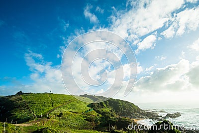 Green grassland with blue sky. The coast of New Zealand. Seal colony. I Stock Photo