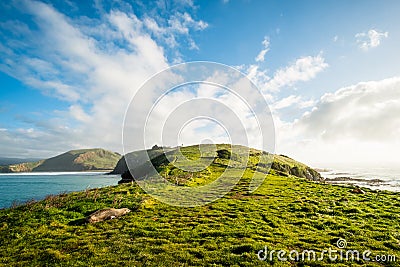 Green grassland with blue sky. The coast of New Zealand. Seal colony. I Stock Photo