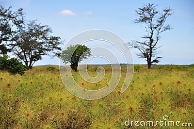 Green grassland and tree for relax place Stock Photo