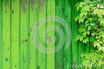 Green on green Stock Photo