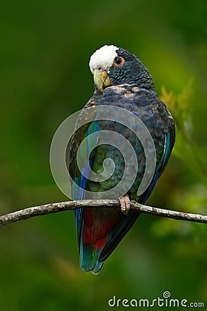 Green and grey parrot, White-crowned Pionus, White-capped Parrot, Pionus senilis, in Costa Rica. Lave on the tree. Parrots Stock Photo