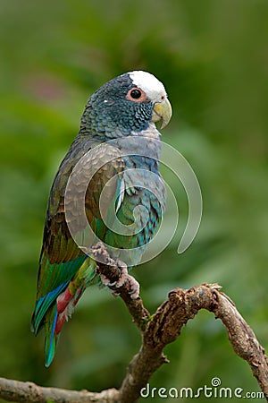 Green and grey parrot, White-crowned Pionus, White-capped Parrot, Pionus senilis, in Costa Rica. Lave on the tree. Parrots courtsh Stock Photo