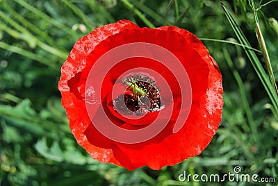 Green grig fun on the nectar of a red poppy. Stock Photo