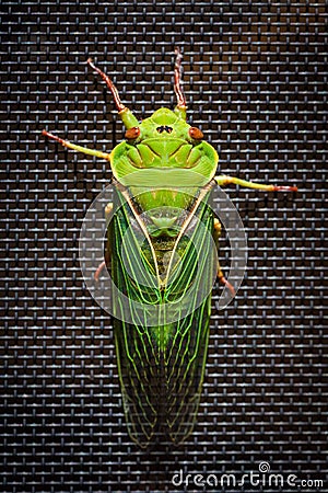 The Green Grocer Cicada on dark background Stock Photo