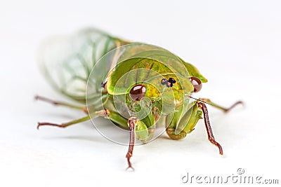 The Green Grocer Cicada isolated on white Stock Photo