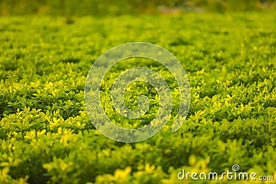 Green Ground Nuts agriculture Field Stock Photo