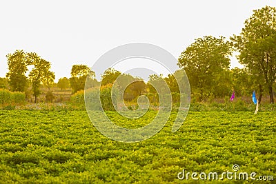 Green Ground Nuts agriculture Field Stock Photo