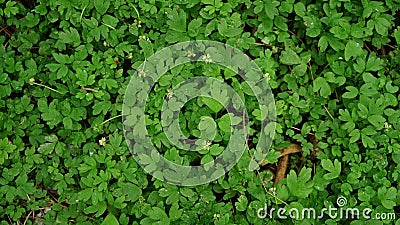 Green growing clovers and other small plants top view graphic texture template Stock Photo