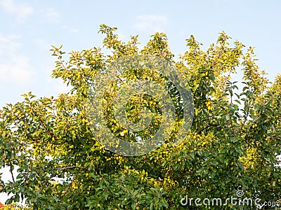 Green growing crab apples on a tree in summer light Stock Photo