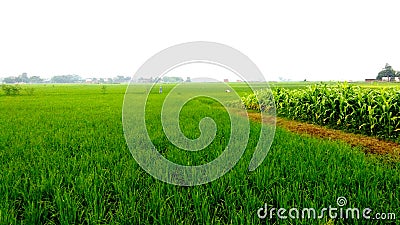 Green grown rice crop field Stock Photo