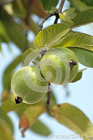 Green guavas Stock Photo