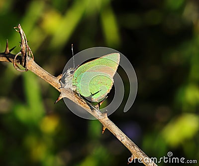 Green Hairstreak butterfly - Callophrys rubi. Oeiras, Portugal. Stock Photo