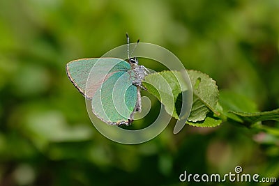 Green Hairstreak in a macro shot Stock Photo