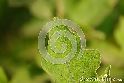 Green half leaf , blur effect green nature background Stock Photo