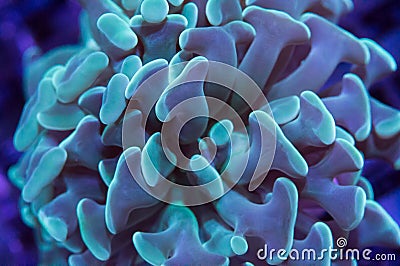 Green Hammer coral Stock Photo