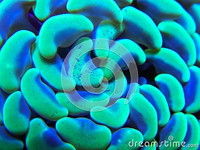 Green hammer coral close macro Stock Photo