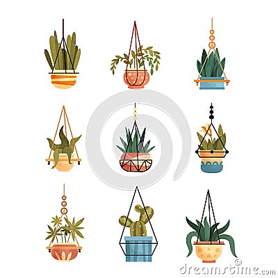 Green hanging indoor house plants set, elements for decoration home or office interior vector Illustrations on a white Vector Illustration