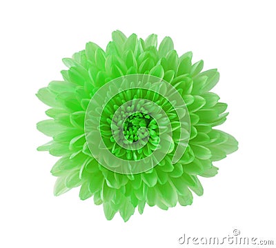 Green Hardy Mum Stock Photo