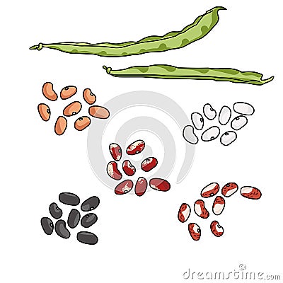 Green haricot bean pods and seed variants of various varieties and colors, dark and light beans, legumes for cooking Vector Illustration