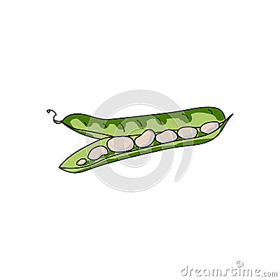 Green haricot pod with light beans, healthy vegetable ingredient, hand draw vector illustration Vector Illustration