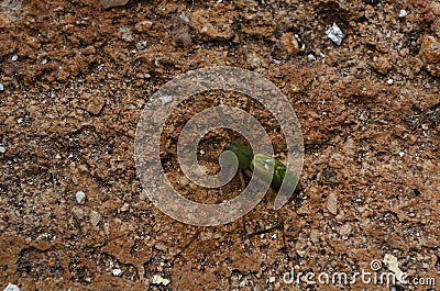 Green Harmless Lysssomanes Viridis Spider Stock Photo