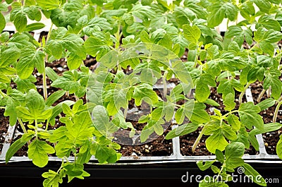 Tomato seedlings growing towards the sunlight on windowsill. Stock Photo