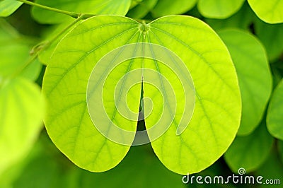 Green Heart Stock Photo