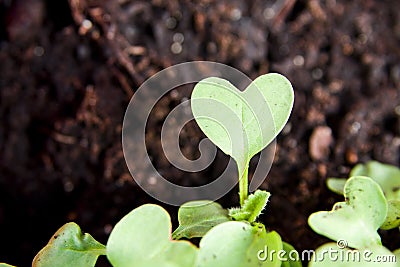 Green heart plant sprouting in garden Stock Photo