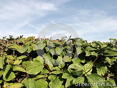 Green hedge and blue sky Stock Photo