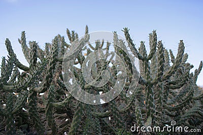 Green hedge - cactuses, cacti, cactus in nature Stock Photo