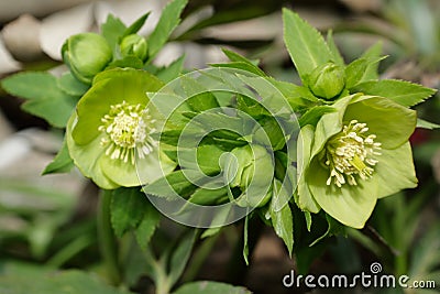 Green hellebore flower blossoms Stock Photo